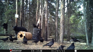 Manitoba%20Bear%20Hunts%201.JPG