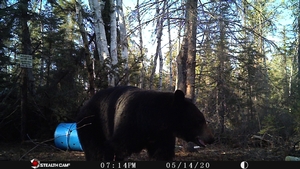 Manitoba%20Bear%20Hunts%20101.JPG