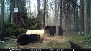 Manitoba%20Bear%20Hunts%20102.JPG