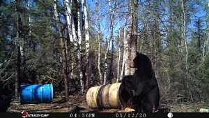 Manitoba%20Bear%20Hunts%20103.JPG