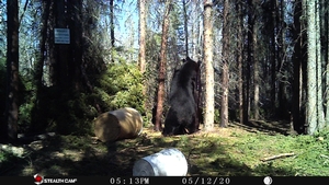 Manitoba%20Bear%20Hunts%20105.JPG