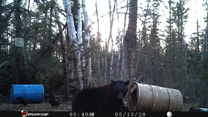 Manitoba%20Bear%20Hunts%20106.JPG