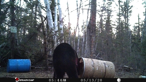 Manitoba%20Bear%20Hunts%20107.JPG