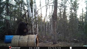 Manitoba%20Bear%20Hunts%20108.JPG