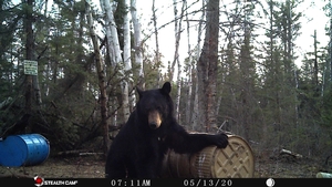 Manitoba%20Bear%20Hunts%20109.JPG