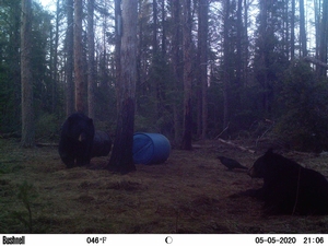 Manitoba%20Bear%20Hunts%2011.JPG