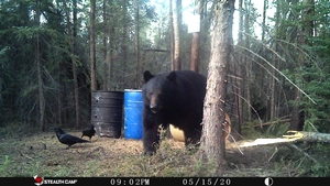 Manitoba%20Bear%20Hunts%20110.JPG