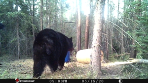 Manitoba%20Bear%20Hunts%20111.JPG