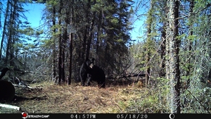 Manitoba%20Bear%20Hunts%20113.JPG