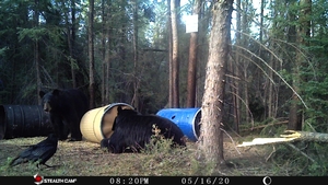 Manitoba%20Bear%20Hunts%20115.JPG