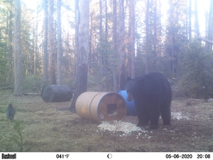 Manitoba%20Bear%20Hunts%2013.JPG