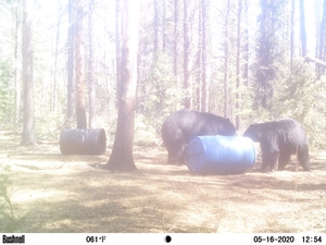 Manitoba%20Bear%20Hunts%2019.JPG