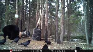 Manitoba%20Bear%20Hunts%202.JPG