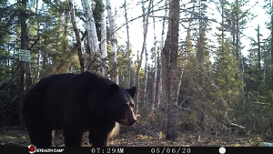 Manitoba%20Bear%20Hunts%2022.JPG