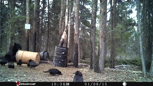 Manitoba%20Bear%20Hunts%203.JPG