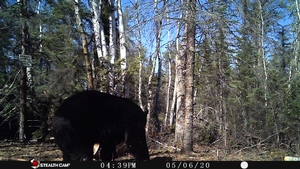 Manitoba%20Bear%20Hunts%2031.JPG