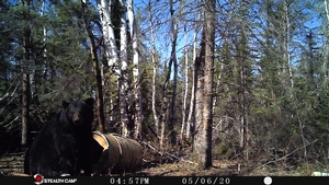 Manitoba%20Bear%20Hunts%2033.JPG