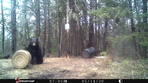 Manitoba%20Bear%20Hunts%2034.JPG