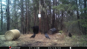 Manitoba%20Bear%20Hunts%2035.JPG