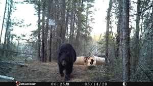 Manitoba%20Bear%20Hunts%2038.JPG