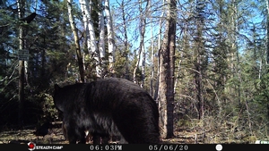 Manitoba%20Bear%20Hunts%2039.JPG