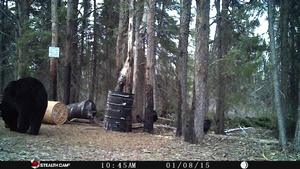 Manitoba%20Bear%20Hunts%204.JPG