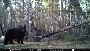 Manitoba%20Bear%20Hunts%2041.JPG