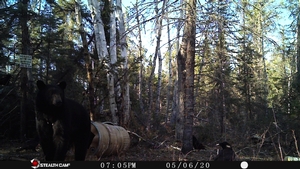 Manitoba%20Bear%20Hunts%2043.JPG