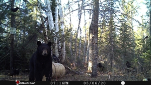 Manitoba%20Bear%20Hunts%2045.JPG