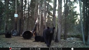 Manitoba%20Bear%20Hunts%205.JPG