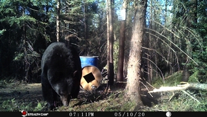 Manitoba%20Bear%20Hunts%2057.JPG