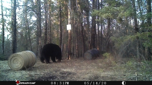 Manitoba%20Bear%20Hunts%2058.JPG