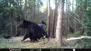 Manitoba%20Bear%20Hunts%2059.JPG