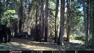 Manitoba%20Bear%20Hunts%206.JPG