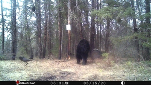 Manitoba%20Bear%20Hunts%2061.JPG