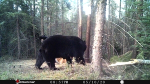 Manitoba%20Bear%20Hunts%2063.JPG