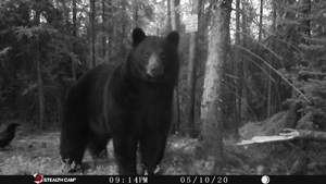 Manitoba%20Bear%20Hunts%2064.JPG