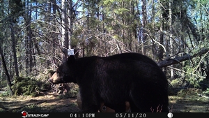 Manitoba%20Bear%20Hunts%2065.JPG