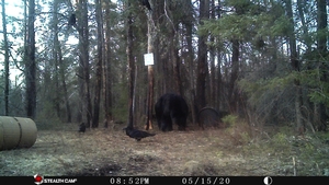 Manitoba%20Bear%20Hunts%2066.JPG