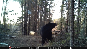 Manitoba%20Bear%20Hunts%2068.JPG