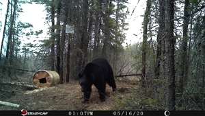 Manitoba%20Bear%20Hunts%2069.JPG