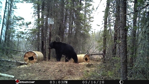 Manitoba%20Bear%20Hunts%2070.JPG