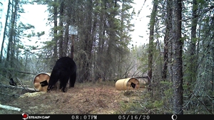 Manitoba%20Bear%20Hunts%2073.JPG