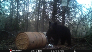 Manitoba%20Bear%20Hunts%2076.JPG