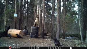 Manitoba%20Bear%20Hunts%2078.JPG