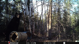 Manitoba%20Bear%20Hunts%2083.JPG