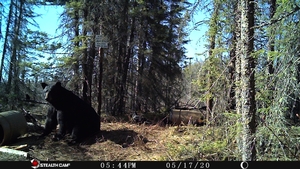 Manitoba%20Bear%20Hunts%2085.JPG