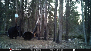 Manitoba%20Bear%20Hunts%2091.JPG