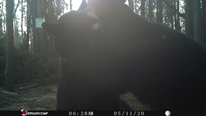 Manitoba%20Bear%20Hunts%2092.JPG