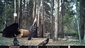 Manitoba%20Bear%20Hunts.JPG